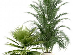 Plants collection 124 3D Model
