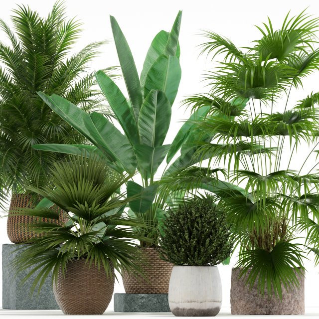 Plants collection 125 Model 3D .c4d .max .obj .3ds .fbx .stl .blend