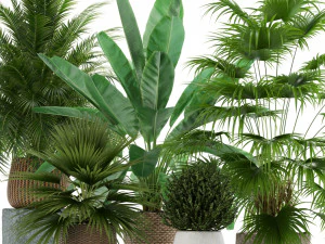 Коллекция растений 125 3D Модель