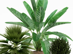 Plants collection 125 Model 3D