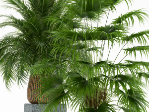 Plants collection 125 Model 3D