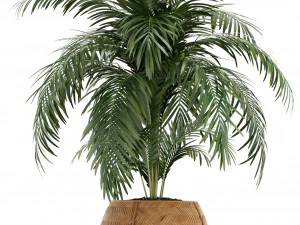 Plants collection 126 3D Model