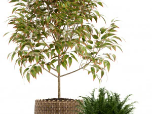 Plants collection 126 3D Model