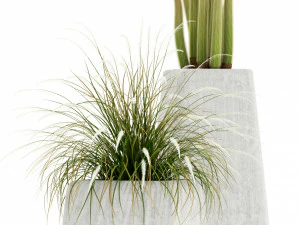 Plants collection 128 indigenus terra 3D Model