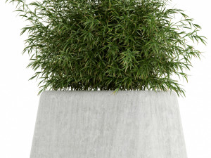Plants collection 128 indigenus terra Modello 3D
