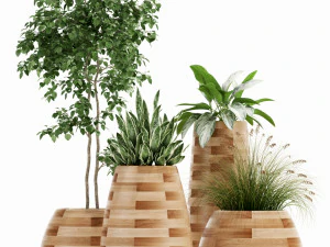 Cole&ccedil;&atilde;o de plantas 129 tub&eacute;rculos ind&iacute;genas Modelo 3D