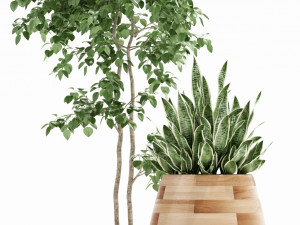 Plants collection 129 indigenus tuber Modello 3D