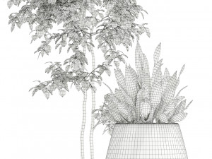 Plants collection 129 indigenus tuber Modello 3D