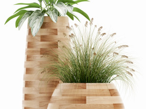 Plants collection 129 indigenus tuber Modello 3D