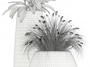Plants collection 129 indigenus tuber Modello 3D