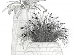 Plants collection 129 indigenus tuber 3D Model