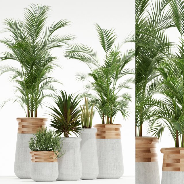 Plants collection 130 indigenus 3D Model .c4d .max .obj .3ds .fbx .stl .blend 