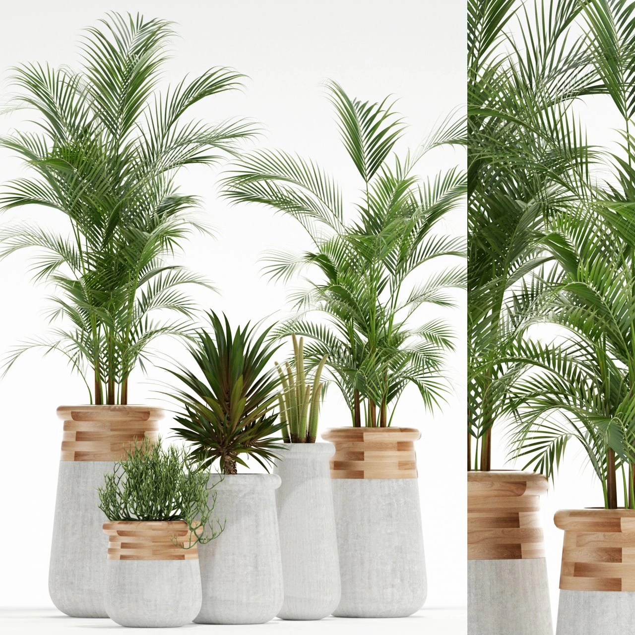 Plants collection 130 indigenus 3D Model .c4d .max .obj .3ds .fbx .stl .blend