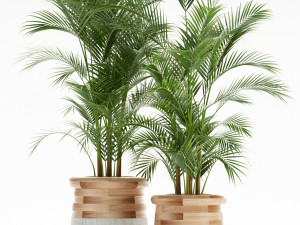 Plants collection 130 indigenus 3D Model