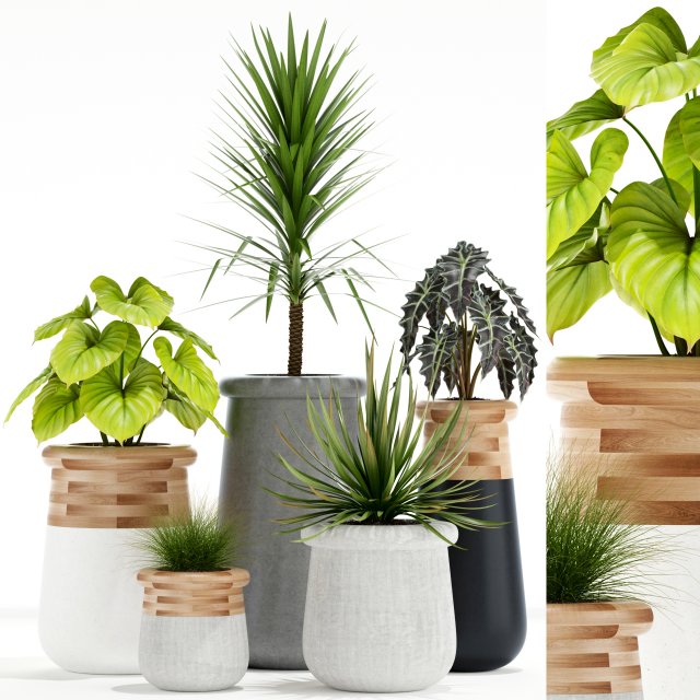 Plants collection 131 indigenus 3D Модель .c4d .max .obj .3ds .fbx .stl .blend 
