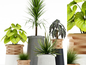 Plants collection 131 indigenus 3D Модель