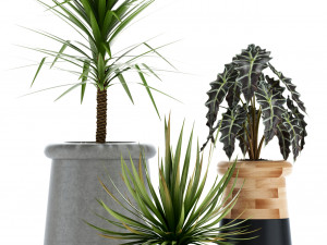 Plants collection 131 indigenus 3D Модель