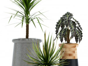Plants collection 131 indigenus 3D Model