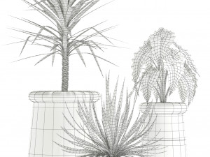 Plants collection 131 indigenus 3D Модель