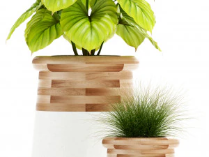 Plants collection 131 indigenus 3D Model