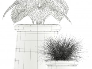 Plants collection 131 indigenus 3D Модель