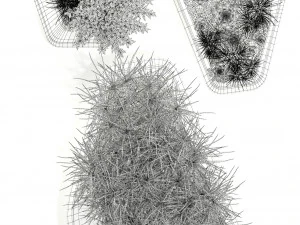 पौधों का संग्रह 132 स्वदेशी स्टीन 3D मॉडल