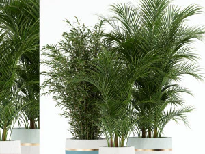 Plants collection 136 3D Model