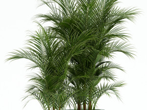Plants collection 136 3D Model