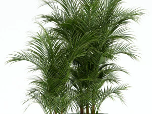 Plants collection 136 3D Model