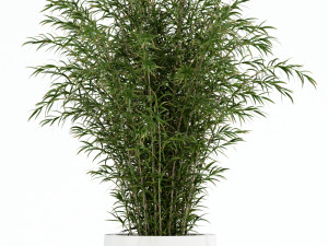 Plants collection 136 3D Model
