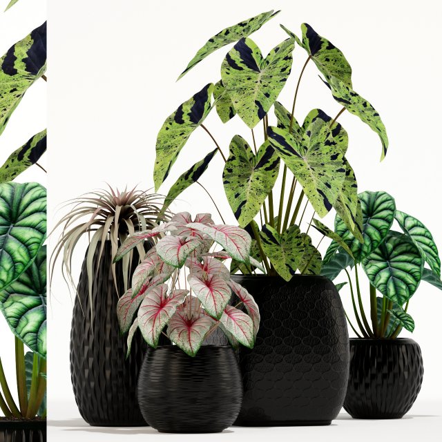 Plants collection 137 3D Model .c4d .max .obj .3ds .fbx .stl .blend 