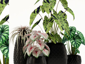 Plants collection 137 3D Model