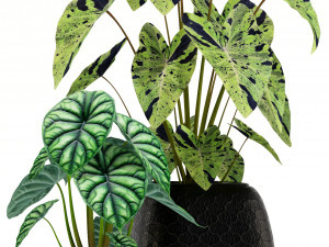 Plants collection 137 3D Model