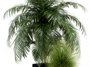 Plants collection 138 3D 모델