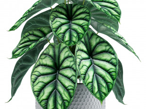 Plants collection 138 3D 모델