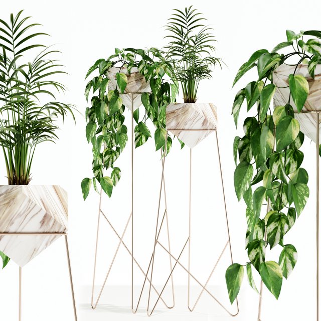 Plants collection 140 Jade 3D 模型 .c4d .max .obj .3ds .fbx .stl .blend 