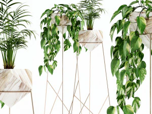 Collection de plantes 140 Jade Modèle 3D