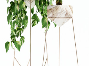 Plants collection 140 Jade 3D 模型