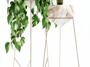 Plants collection 140 Jade 3D Model