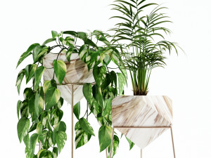 Plants collection 140 Jade 3D 模型