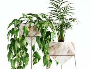 Plants collection 140 Jade 3D Model