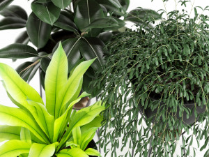 Plants collection 141 MADRE SELVA GRANDE 3D 모델