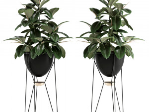 Plants collection 141 MADRE SELVA GRANDE 3D 모델