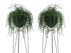 Plants collection 141 MADRE SELVA GRANDE 3D 모델