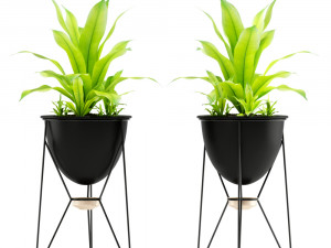 Plants collection 141 MADRE SELVA GRANDE 3D 모델