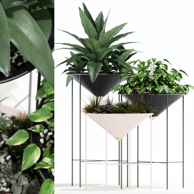 Plants collection 142 Artica Model 3D .c4d .max .obj .3ds .fbx .stl .blend 