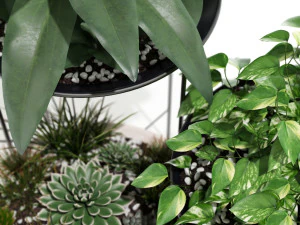 Plants collection 142 Artica 3D Model