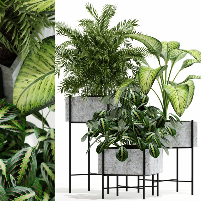 Plants collection 143 Opalo 3D-Modell .c4d .max .obj .3ds .fbx .stl .blend 