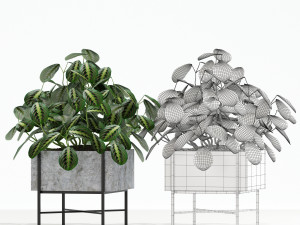 Plants collection 143 Opalo 3D-Modell