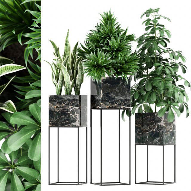Plants collection 144 MAIA Model 3D .c4d .max .obj .3ds .fbx .stl .blend 